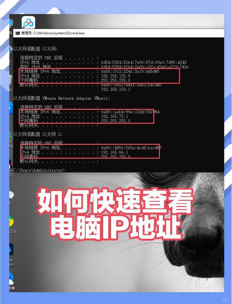 如何快速查询某个IP地址的详细信息？