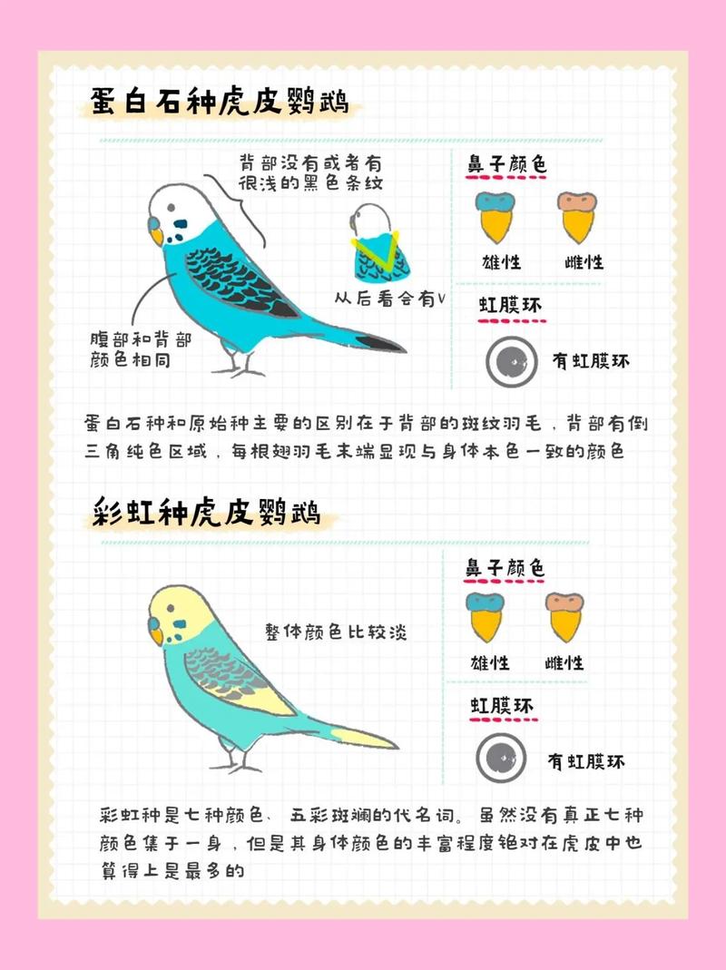 虎皮鹦鹉金鸡独立站姿，是呆萌姿态还是隐藏的健康密码？