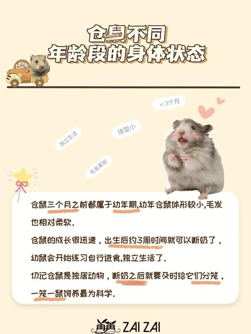 胖鼠如何从圆润蜕变为小巧，开启健康生活之旅？