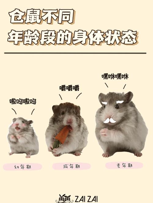 胖鼠如何从圆润蜕变为小巧，开启健康生活之旅？