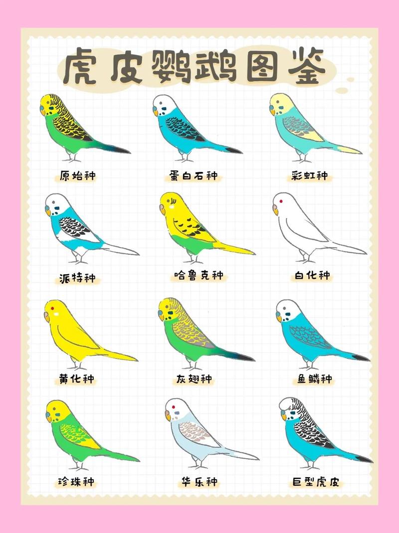 虎皮鹦鹉金鸡独立站姿，是呆萌姿态还是隐藏的健康密码？